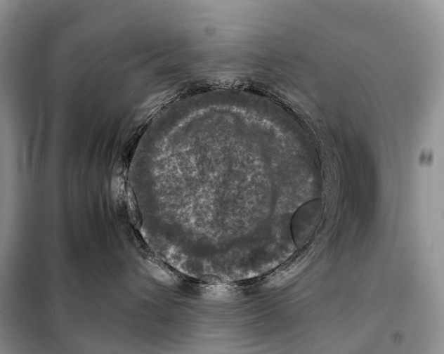 X0000097920432200804111145