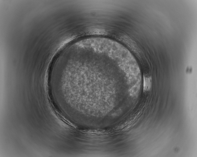 X0000097920627200804111141