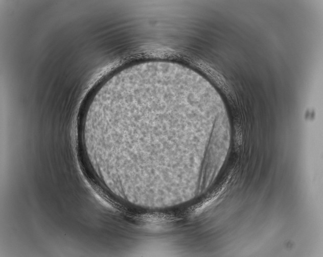 X0000097920630200804111141