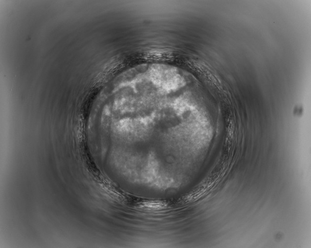 X0000097920659200804111141