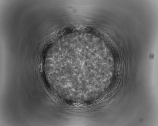 X0000097920703200804111140