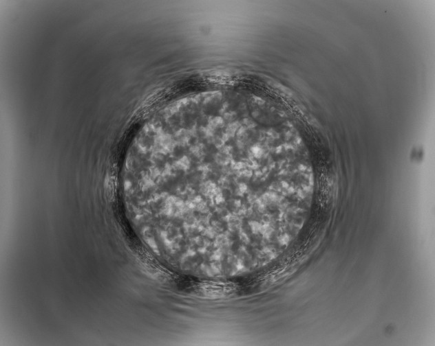 X0000097920707200804111140