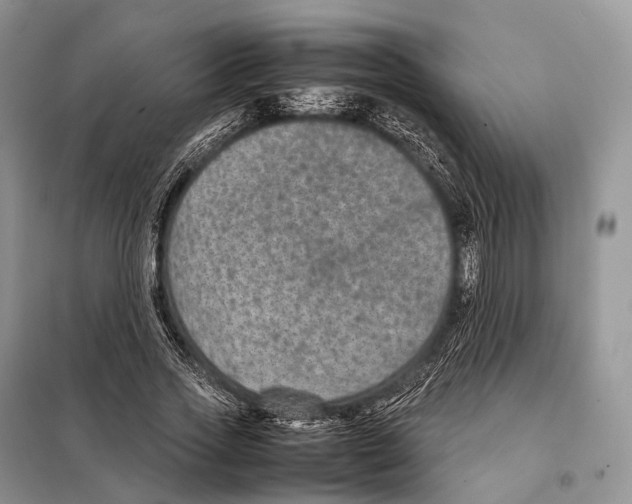 X0000097920733200804111139