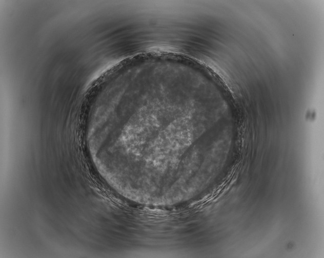 X0000097920919200804111136