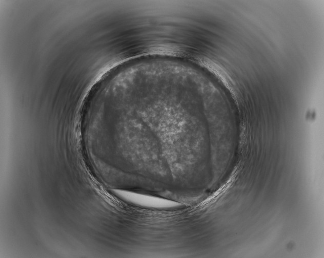 X0000097920923200804111136