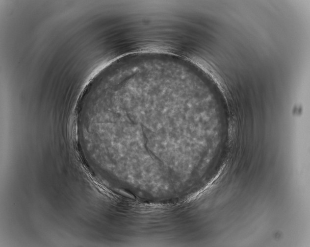 X0000097920925200804111136