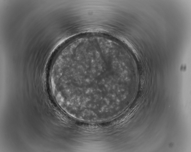 X0000097920975200804111135