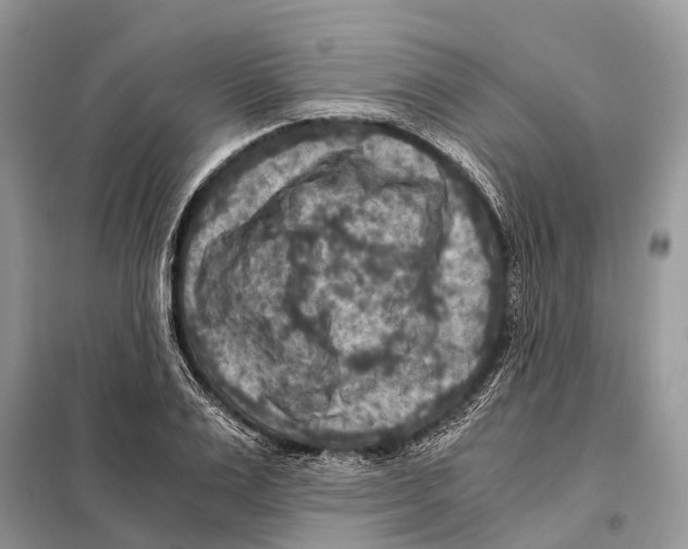 X0000097920983200804111135