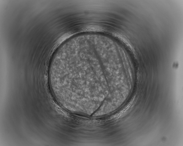 X0000097921025200804111134