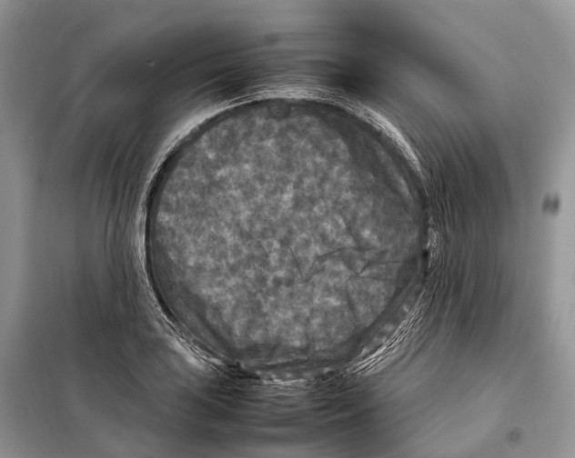 X0000097921035200804111134