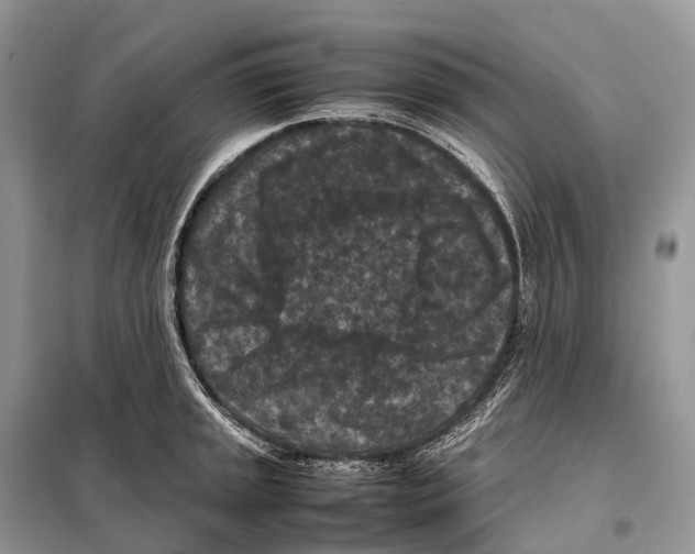 X0000097921045200804111134