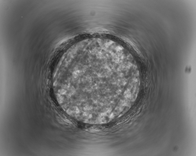 X0000097921063200804111134