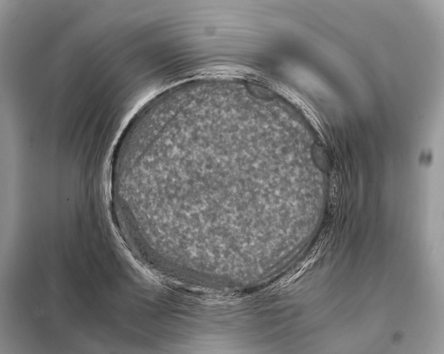 X0000097921083200804111133