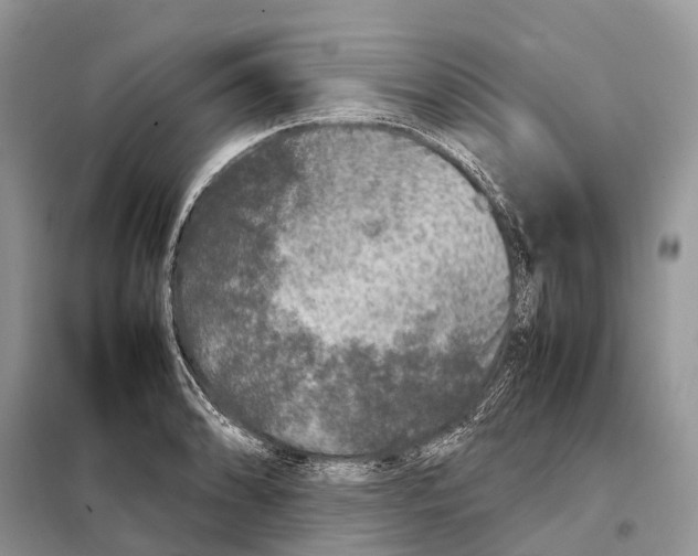 X0000097921086200804111133