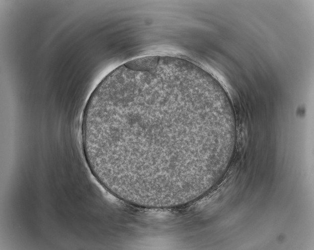 X0000097921103200804111133