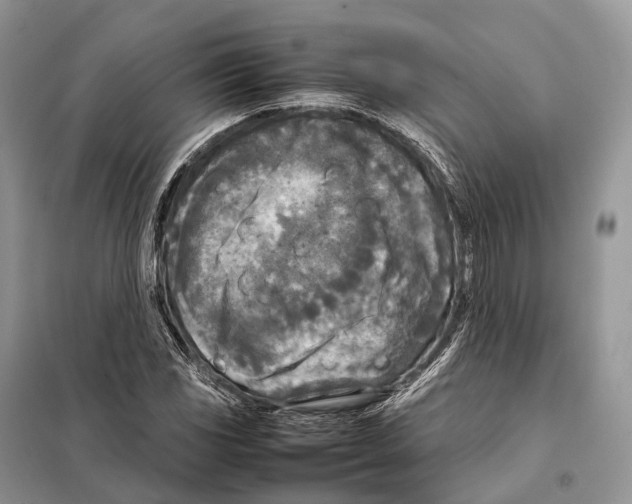 X0000097921117200804111132