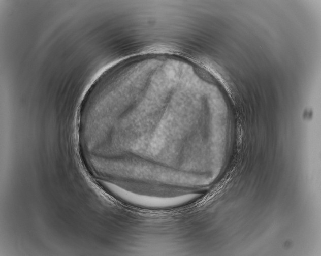 X0000097921124200804111132