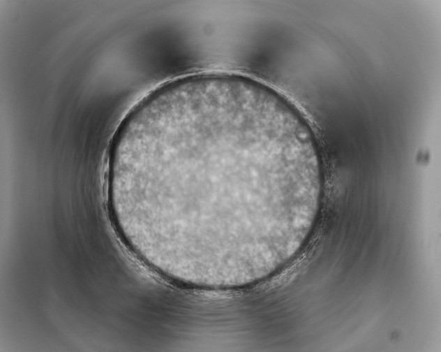 X0000097921126200804111132