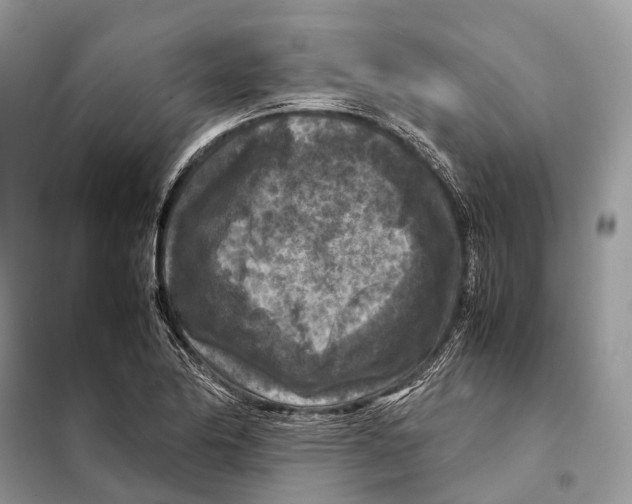 X0000097921174200804111131