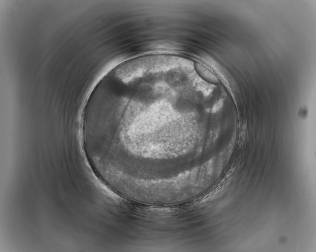 X0000097921243200804111131