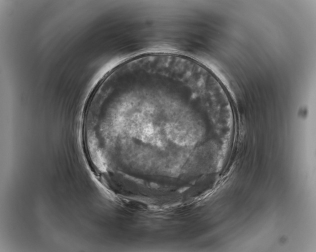 X0000097921245200804111131