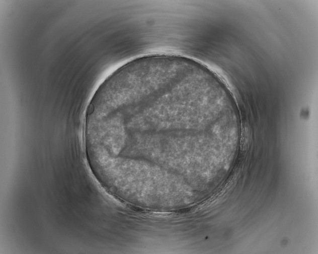 X0000097921295200804111130