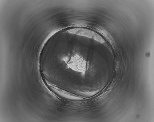 X0000097921331200804111129