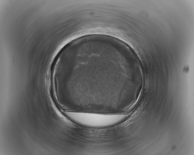 X0000097921515200804111126