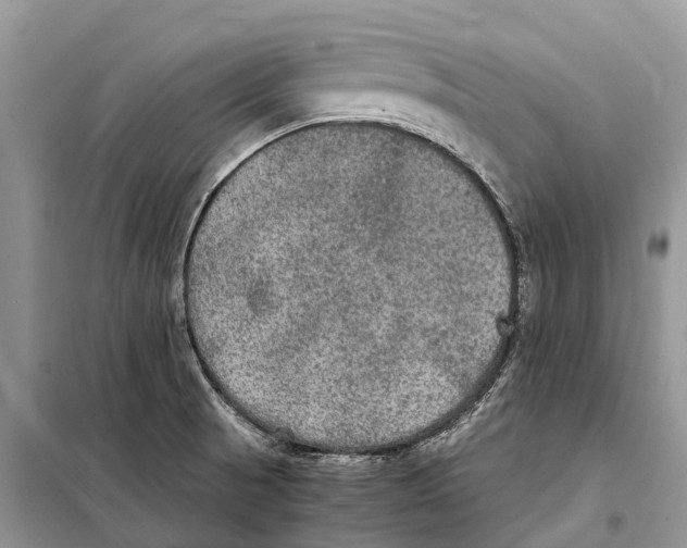 X0000097921521200804111126