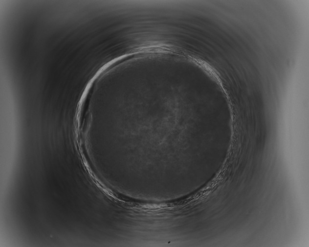 X0000097950816200803241152