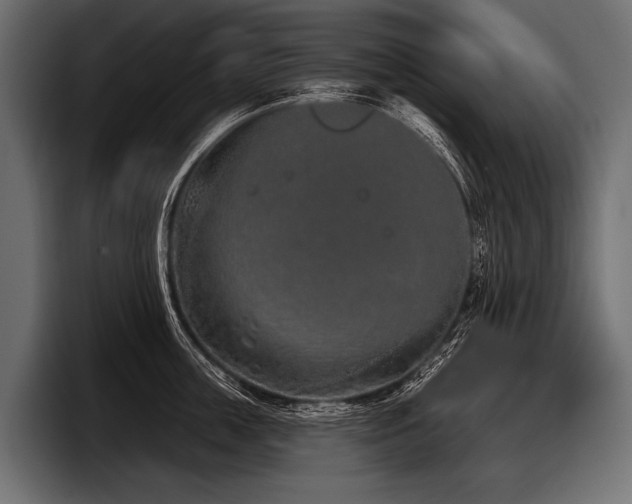 X0000097950859200803241152
