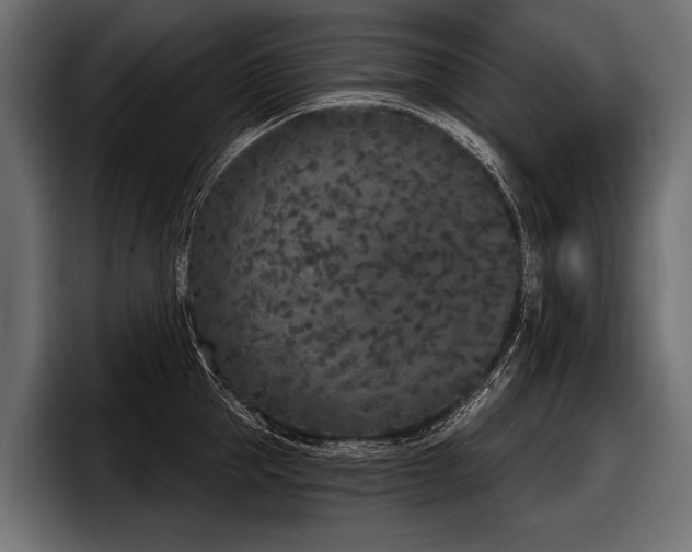 X0000097950953200803241151