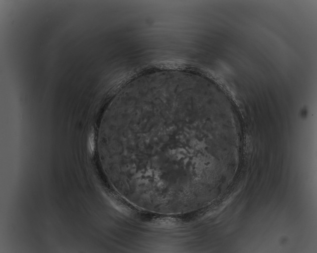X0000097950069200804011644