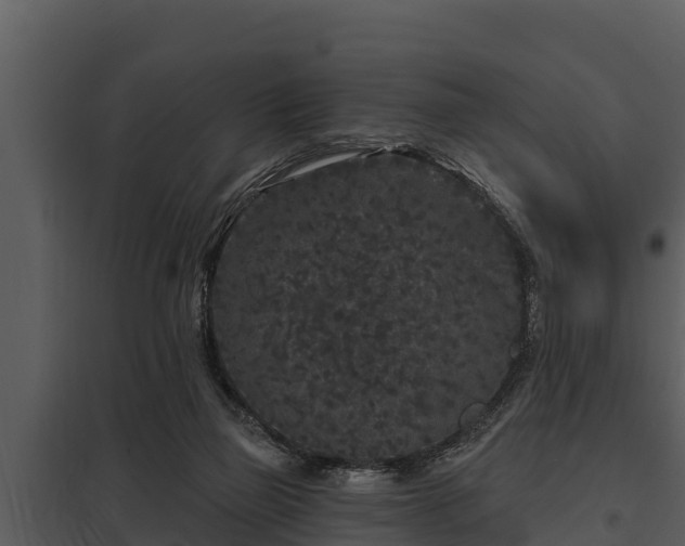 X0000097950165200804011643