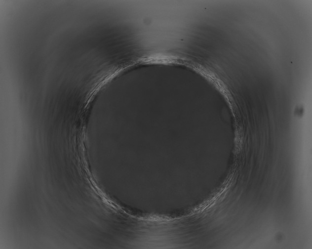 X0000097950529200804011637