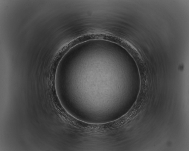 X0000097950775200804011633
