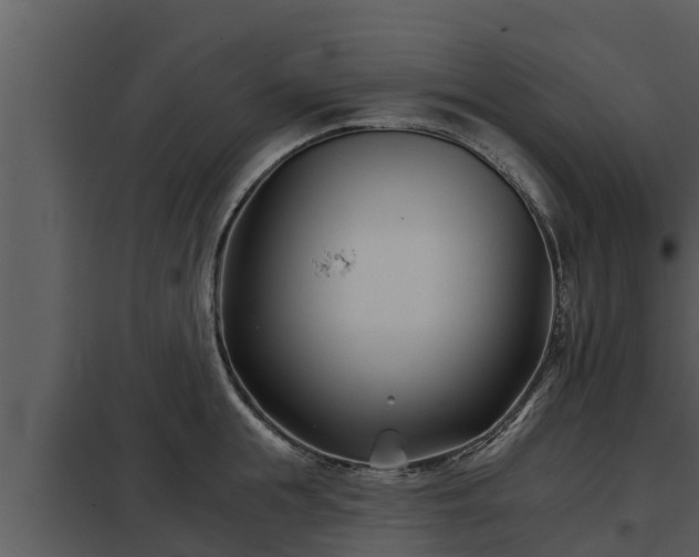 X0000097950855200804011633