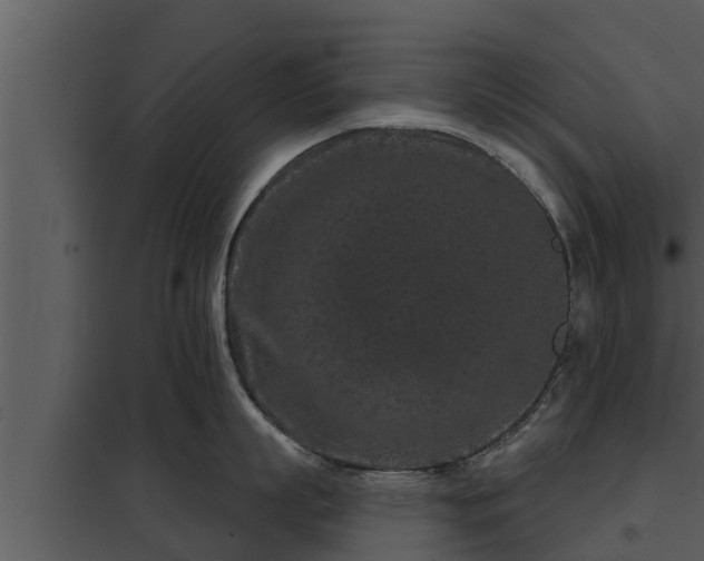 X0000097950863200804011633