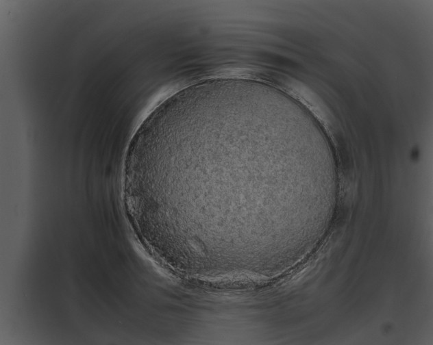 X0000097950994200804011630