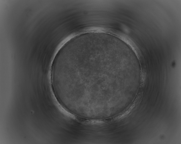 X0000097951090200804011629