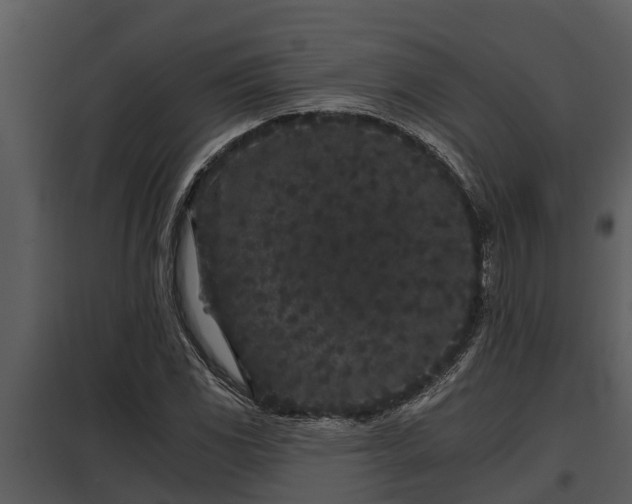 X0000097951117200804011628