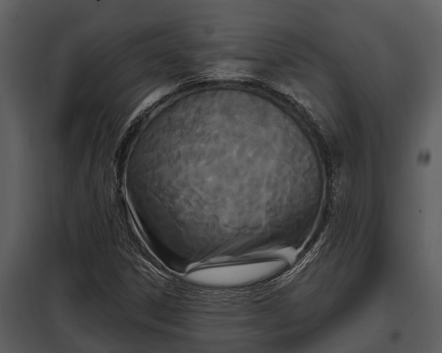 X0000097951306200804011625