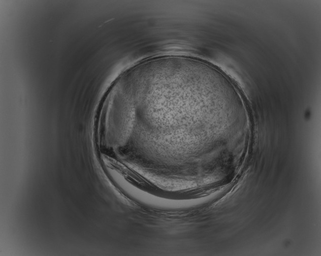 X0000097951333200804011625