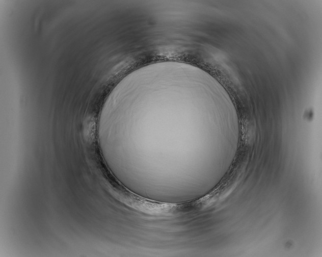 X0000097950036200804071016
