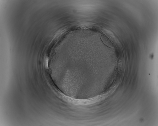 X0000097950046200804071016