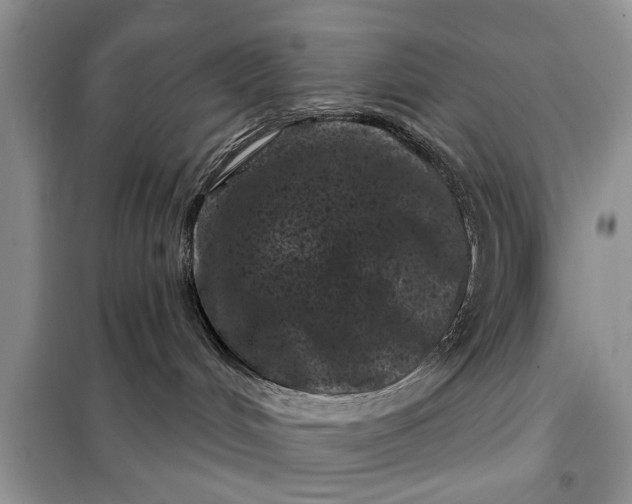 X0000097950048200804071016