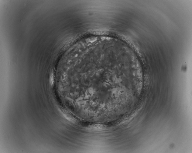 X0000097950069200804071016