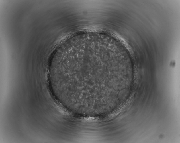 X0000097950161200804071014
