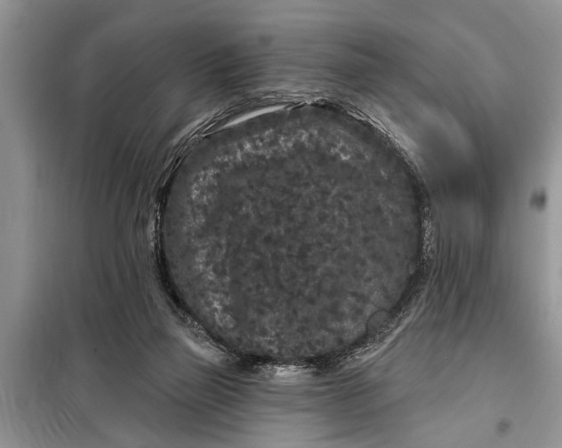 X0000097950165200804071014