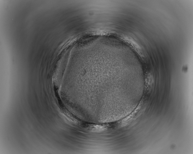 X0000097950166200804071014